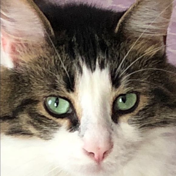 Meet your Posher, Carol - Picture 2 of 3